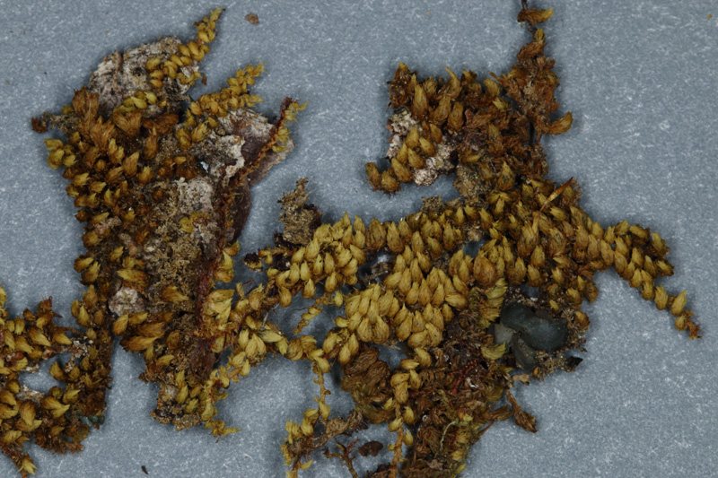 Drummondia prorepens